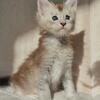 Maine coon kittens