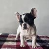 French bulldog 3 months
