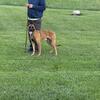 Belgian Malinois STUD Service