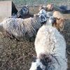 Finn Sheep and Nigerian Dwarf Goats For Sale 