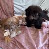 AKC imperial shih tzu puppies $800