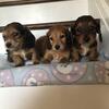 Miniature Dachshund Puppies