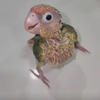 Family raised sun conures and green cheeks 