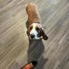 AKC Basset Hound Stud Service