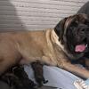 AKC male brindle English mastiff