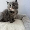 Maine Coon kittens from Houston TX