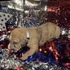 AKC Great Dane -Female- pups available 