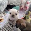 French Bulldog Puppies - Fluffy Carriers