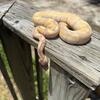 Ball python 