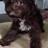 Pom poodle puppy