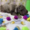 Rare New Breed CANE CORSO X GREAT DANE ITALIAN DANIFF