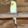 English Parakeets (Budgies)