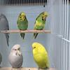 Beautiful English Budgies