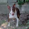 Liver tri bull terrier