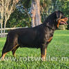 Rottweiler female 2 years old