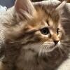 siberian bengal mix 12wk limited time sale