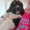 F1 standard Bernedoodle puppies