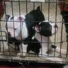 AKC Boston terrier puppies,  2 males