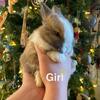 Holland Lop