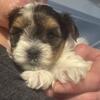 BIEWER (Yorkie type) PUPS $1000.00 now ready