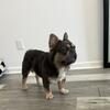 French bulldog Proven Producer!