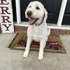 Goldendoodle