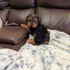 Yorkie and shih tzu (shorkie)