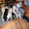 3 German Shepherd Pitsky Puppies Ready for homes