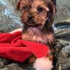 Frosty - Male Yorkie Puppy