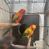 Sun conure pair 