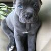 Adorable Cane Corso female 