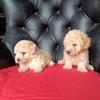 Toy poodle 