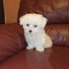 AKC Maltese Puppies Hypoallergenic