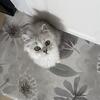 Sweet Longhair Silver Female - Nina