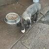 Cane Corso pups ICCF registered