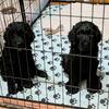 GOLDENDOODLE F2B STANDARD SIZE PUPPIES