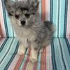 Mini pomsky blue Merle 🐶 updated pics !!! Reduced price
