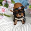 Banjo Sweet AKC registered Cavalier King Charles Spaniel puppy