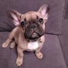 One French bulldog female left not spayed!!!