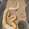 Albino Pied Ball Python