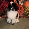 AKC Miniature Poodle Puppies in Ohio