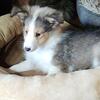 AKC Sheltie puppies
