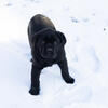 AKC Cane Corso puppies in Indiana