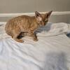 Devon rex  male