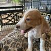 Beautiful Beagle Puos