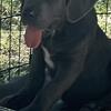 Cane Corso puppies 