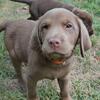 AKC Chocolate Lab Puppies