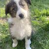 English Shepherd Puppies 
