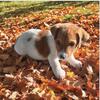 Jack Russell Terrier Puppies! Male and female