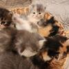 CFA Persian Kittens Calios and Diluted Calios